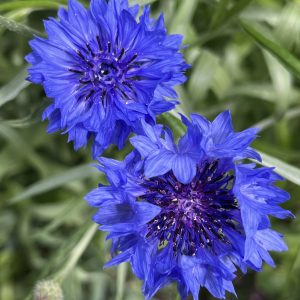 Cornflower