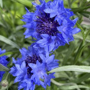 Alternative view of Cornflower