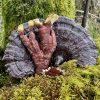 Duanwood Reishi Spore